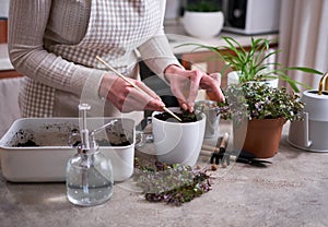 house gardening - Woman planting Callisia repens plant in a pot at home