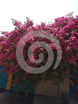 House gate butifull flower tree