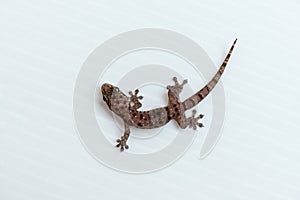 House gecko