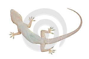 House gecko from below on white background