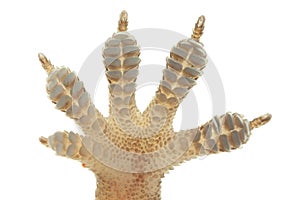 House gecko hands from below on white background