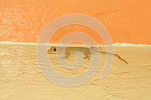 House Gecko (Hemidactylus frenatus) photo