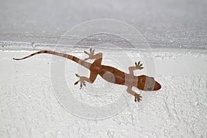House Gecko (Hemidactylus frenatus)