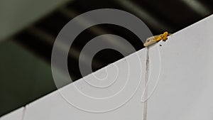 A house gecko lizard on wall