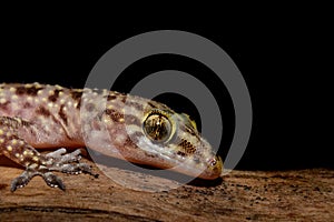 House Gecko on log with black background