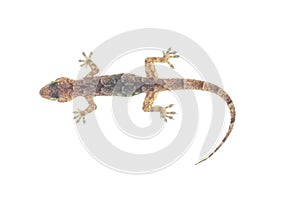 House gecko on white background