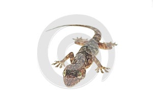 House gecko on white background