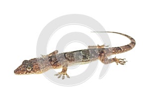House gecko on white background