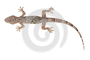 House gecko on white background