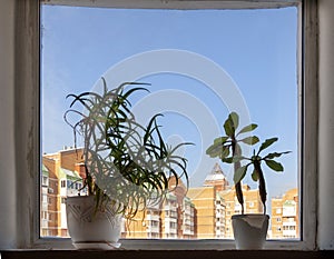 House green plants on a windowsill, with blue sky and city building seen through the window.