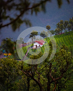 House on hill station between tea estate, beautiful landscape view in India