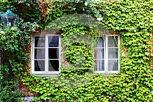 House with ivy