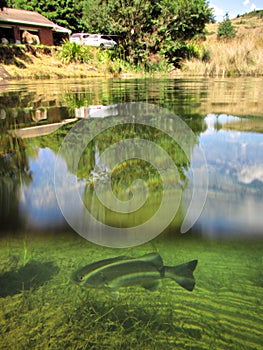 House and lake with trout