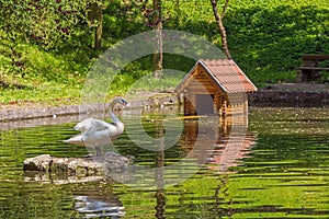 House on lake for water birds and white swan and green grass photo