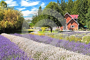 House in Lavender Field