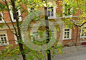 House through leaves