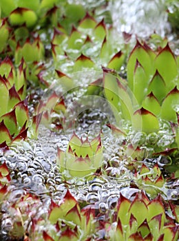 House leek,sempervivum