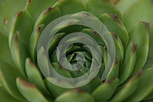 House leeks flowers, sempervivum, houseleeks