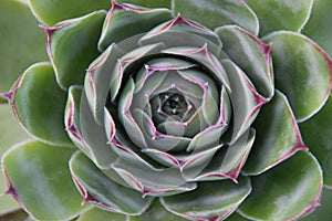 House leeks flowers, sempervivum, houseleeks