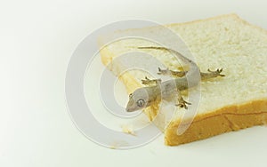 House lizard Gecko eating my bread