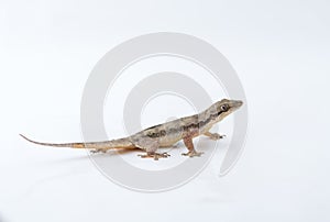 House lizard Hemidactylus platyurus on white background