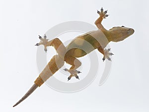 House lizard Hemidactylus platyurus on white background