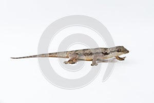 House lizard Hemidactylus platyurus on white background