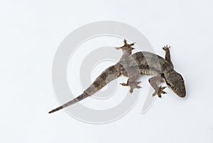 House lizard Hemidactylus platyurus on white background