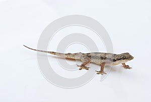 House lizard Hemidactylus platyurus on white background photo