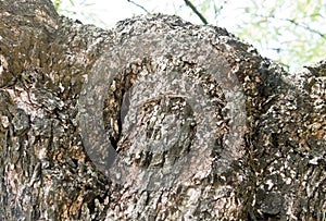 House lizard hiding camouflage on tree