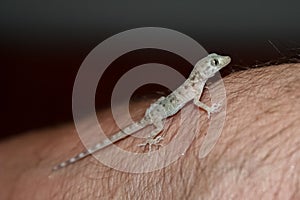 House lizard or little gecko on a human hand.