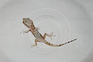 House lizard or little gecko on a white sheet.
