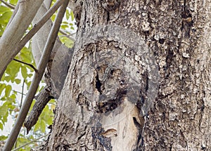 A house lizard on the tree bark