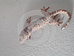 House lizard wild gecko climbing on house wall selective focus nightspot with flashlight