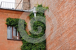 house is made of red brick and climbing plants on wall and tin downpipe. exterior design