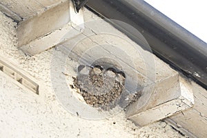 House Martin chicks