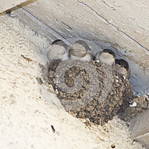 House Martin chicks