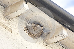 House Martin chicks