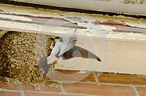 House Martin feeding the chicks.