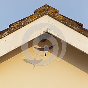 House martin flying to the nest