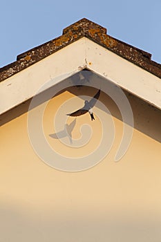 House martin flying to the nest