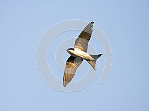 House Martin, Huiszwaluw, Delichon urbicum photo