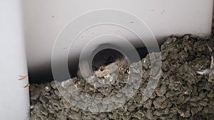 House martin young in nest built in building eves.