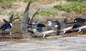 House Martins on land