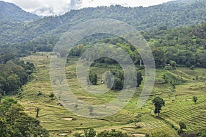 A house in middle of a beautiful paddy field