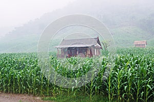 House in the middle of a corn field in Sumbawa photo