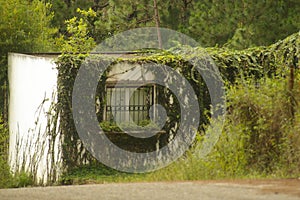 House in a the middle of a forest