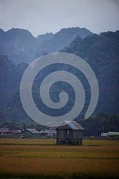 House in the Middle of Rice Field In Maros