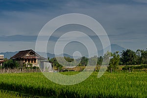 a house in the middle of rice fields with a beautiful and fres mountain background