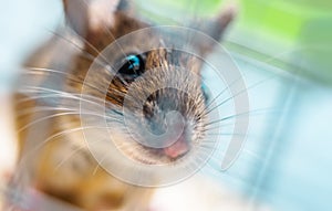 A House Mouse Close Up. Rodent and Pest Control Theme